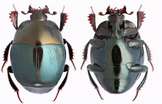 它隶属于阎甲科,通常拥有光滑发亮的身体,多以黑色,金属蓝或绿为主,或