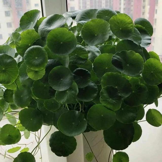 餐桌上摆放什么花最好，餐桌放什么花吉利又好看呢（10种花放在家里旺财旺运）