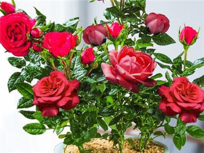 玫瑰花修剪方法图解，玫瑰花怎么修剪（玫瑰花怎么修剪才茂盛）