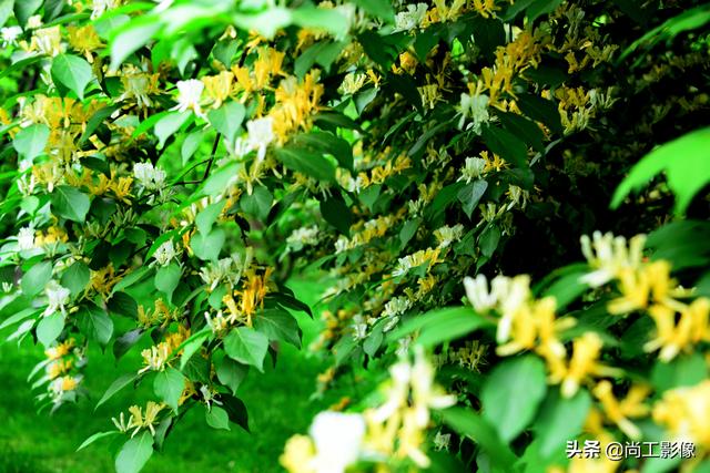 金银木的形态特征和果实作用详情介绍，金银木的果实功效与作用（黄白同枝姐妹花一一金银“木”）