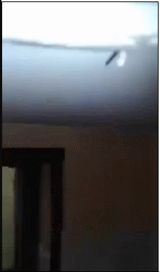 养雪鸮犯法吗，宠物雪貂多少钱一只（猫头鹰的构造原来这么奇葩）