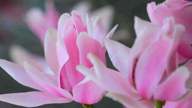 小叶杜鹃花的养殖方法是什么，小叶杜鹃花怎么养家庭养法（“高山杜鹃”更是名贵）