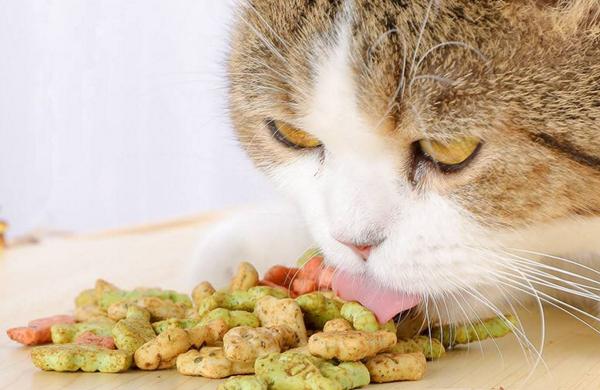 猫喜欢吃什么零食，猫能吃什么（偶尔给猫主子喂一些零食）