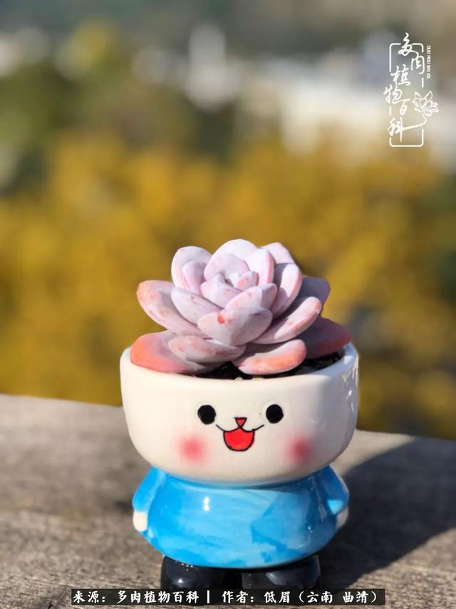很丧很失望——低眉.，皱着眉头哭丧（陪你度过寒冷的圣诞平安夜图片）
