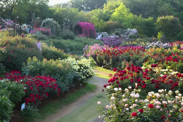 月季花品种，十大经典品种（凭一己之力撑起了整个花园的颜值）