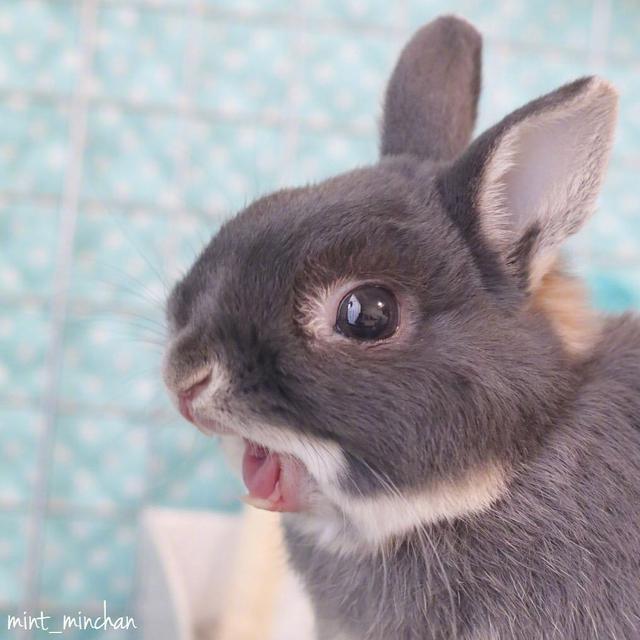 最近很火的兔子表情包，超可爱的兔子表情包，微信头像（minchan）