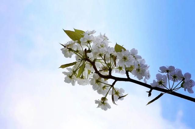 花柄花梗茎的区别，花梗和花茎的区别（一树一树的花花花花花花开）