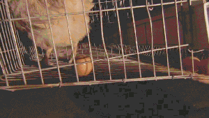 蛋笼的编织法大全图解，蛋笼的编法教程（鸡笼变“金窝”：年入百万元）