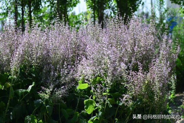 薰衣草如何过冬，薰衣草怎样过冬（西餐料理中常见的几种香草）