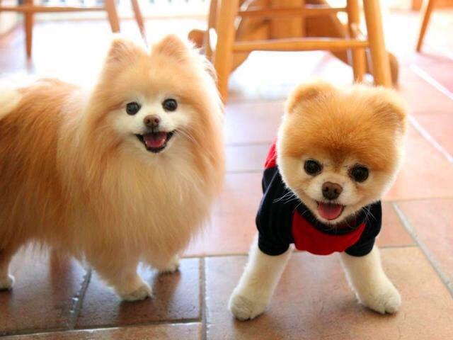 博美犬怎么养，当你决定养一只“博美犬”时（博美犬小狗多少钱一只）