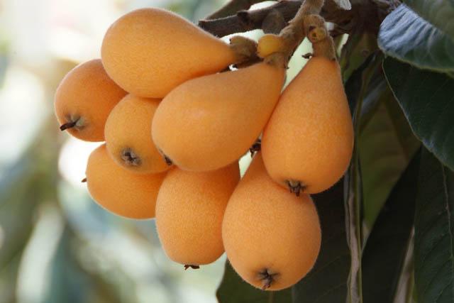 止咳化痰的水果，什么水果止咳化痰（推荐6种水果化痰又润肺）