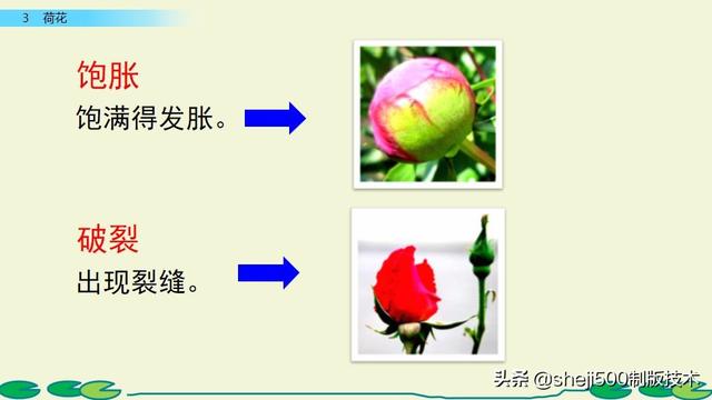 莲蓬的蓬是不是读轻声，莲蓬的蓬为什么读轻声（部编版语文三年级下册第3课《荷花》图文讲解）