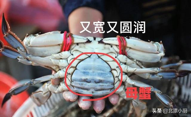 公螃蟹和母螃蟹的区别，公螃蟹和母螃蟹哪个好吃（公蟹和母蟹区别大；牢记3买3不买）