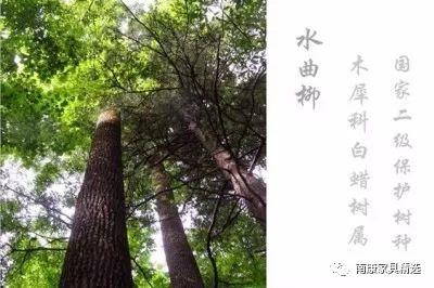 水曲柳实木家具，如何选购水曲柳木材家具（买家具的要注意了）