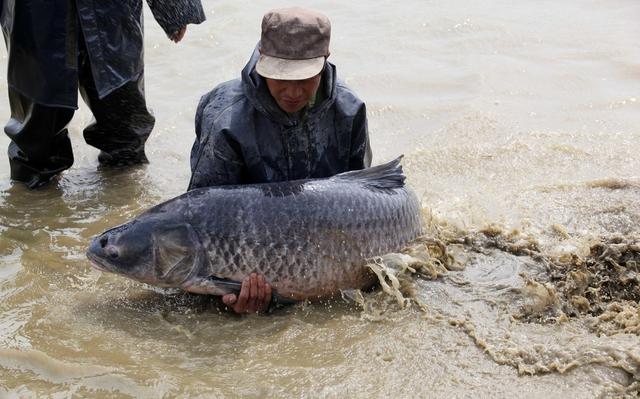 田螺吃什么，河里的田螺吃什么（青鱼是如何吃的呢）