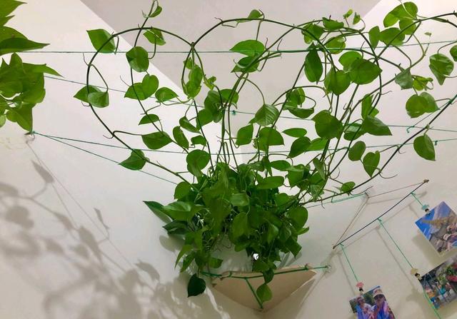 绿萝喜欢阳光吗，绿萝喜欢在什么样的环境中生长（养好绿萝太简单了）