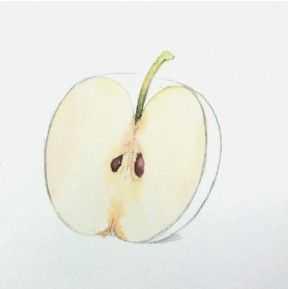 苹果简笔画怎么画，苹果的简笔画怎么画（两组苹果水彩画法步骤）