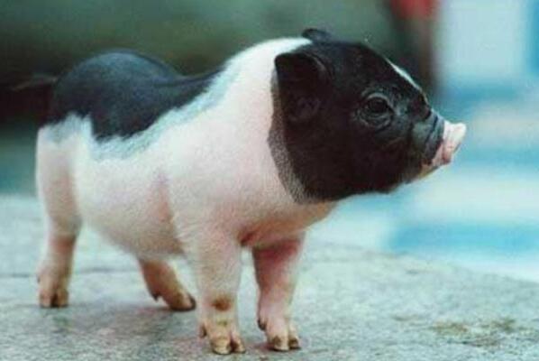一只猪多少钱(一头200斤的猪能卖多少钱)