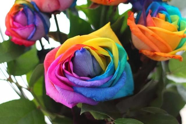 各种玫瑰花的含义，各色的玫瑰花有什么含意（一篇文章认全花店必备80种玫瑰花）