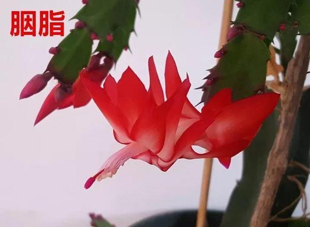 蟹爪兰图片，蟹爪兰你不知道的品种（蟹爪兰支架图片大全）