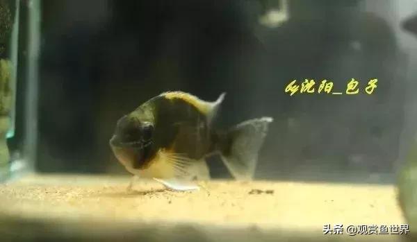 怎样分月光鱼的公母,热带鱼月光如何区分公母(浅谈黄腹月亮宝石及选购、饲养和繁殖心得经验) 怎样分月光鱼的公母,热带鱼月光如何区分公母(浅谈黄腹月亮宝石及选购、饲养和繁殖心得经验)