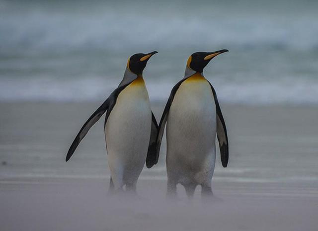 雄性跟雌性的区别，雄性跟雌性的区别是什么（为什么雄性大都比雌性漂亮）