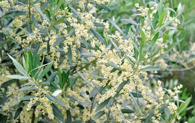 国花是什么，世界各国国花<第一辑>（俄罗斯的国花是什么）