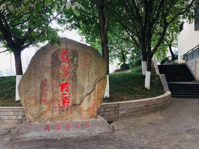 黄葛树和黄桷树的区别，黄葛树（黄葛树图片）