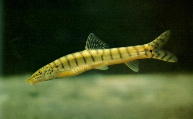 淡水观赏鱼种类，淡水观赏鱼的种类大全！（中国淡水观赏鱼图集<一>）