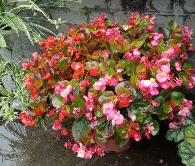 鸟尾花的繁育管理，鸟尾花 花期（30种耐阴花）