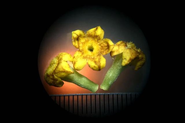 夏日里的江南山野奇花，玉叶金花白纸扇