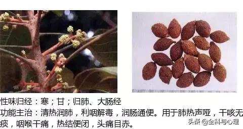 鸡肠风的功效与作用，史上最全中草药图谱