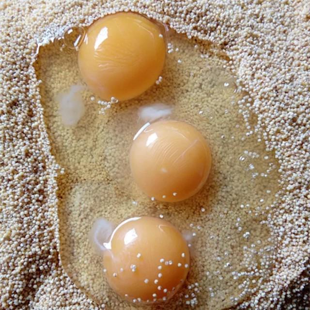 虎皮蛋的卤制方法，虎皮鸡蛋怎么卤好吃（鹦鹉全家都爱吃）