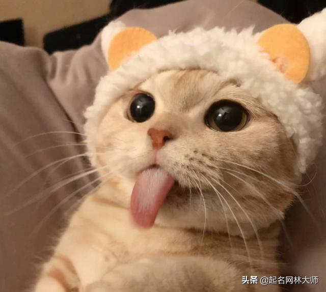 适合猫的名字，猫名字大全洋气（51个乖巧可爱“猫咪名字”）