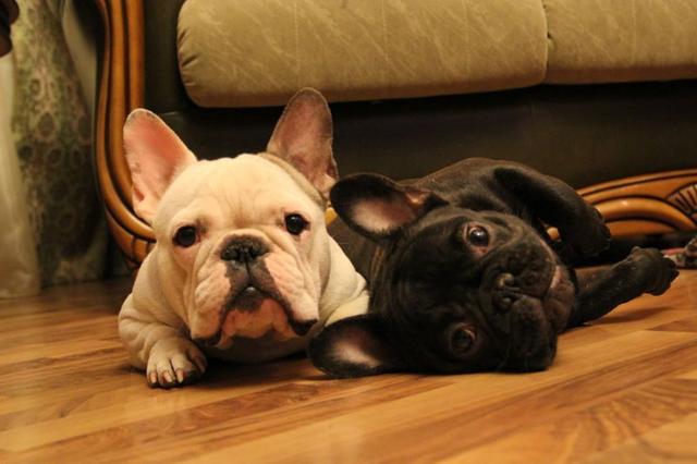 巴哥犬和法斗的区别,法斗犬与巴哥犬的区别(其实养"法斗要比养巴哥好