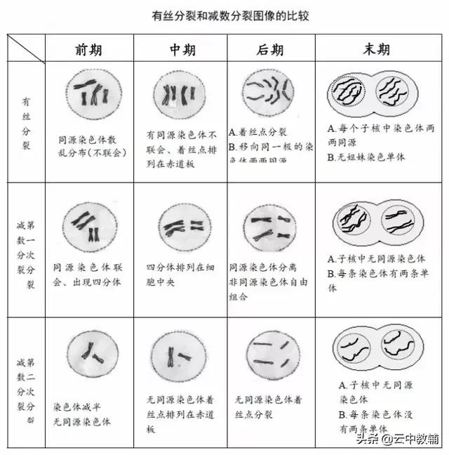 姐妹染色单体和染色单体的区别，染色体与染色单体区别图解（减数分裂与有丝分裂的比较）