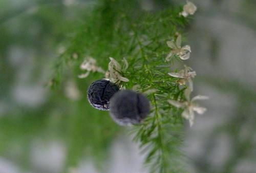 文竹为什么容易开花，撒花盆长出一片小苗子