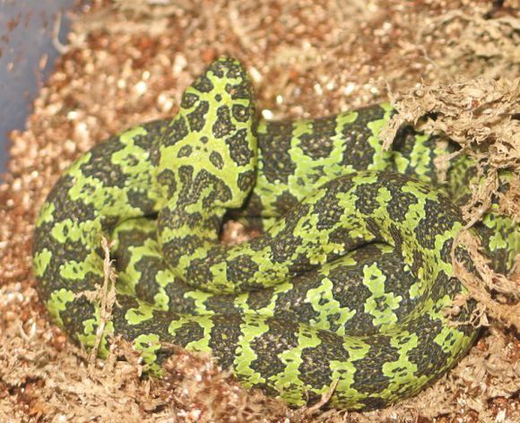 莽山烙铁头俗称白尾蛇,罕蛇,小青龙,蛇中大熊猫.如能遇到请勿打扰!