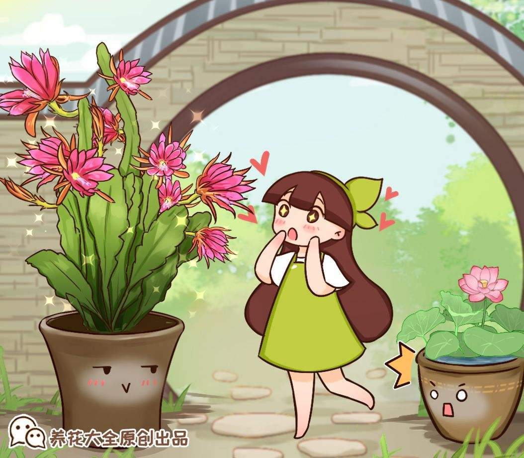 令箭荷花的养殖方法和注意事项，令箭荷花的养殖方法（开出一片“荷花海”）