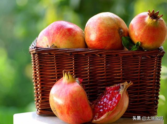 白枣吃了有什么作用急急急，白枣的营养价值及功效（开启了太湖洞庭一年的花果飘香）