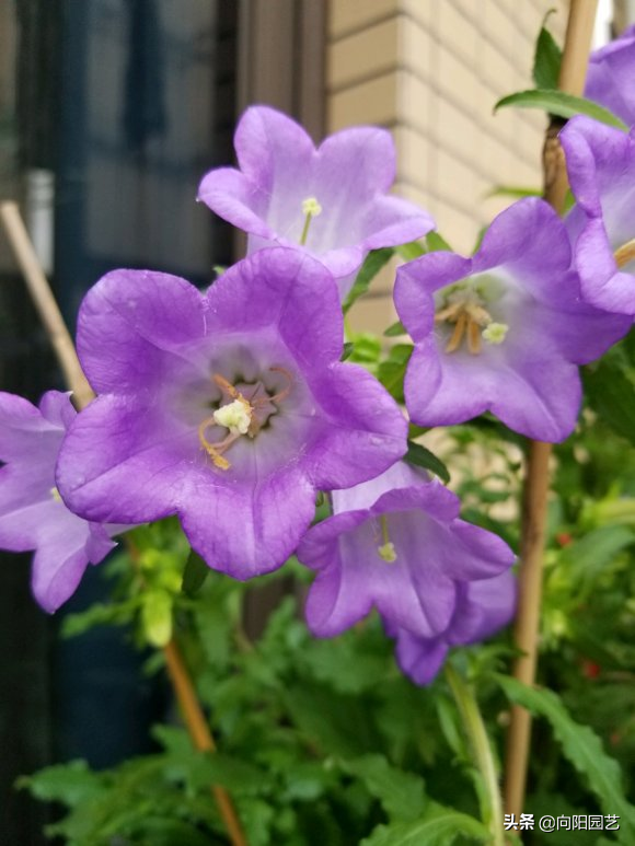 风铃草一年开几次花，风铃草多久开一次花（夏季注意“遮阳”）