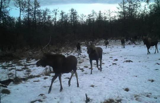 驼鹿是典型的什么动物 驼鹿主要分布在哪里呢，驼鹿是典型的什么动物（大兴安岭出现的大型野兽）