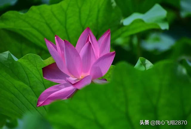 荷花可以用什么形容词，荷花用什么形容词修饰（过雨荷花别样艳）