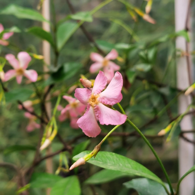 茉莉花是什么颜色，山茶花是什么颜色（1种“茉莉花”）