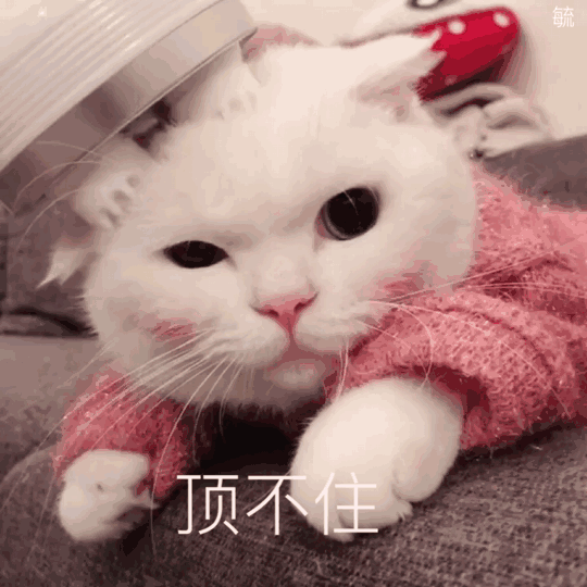 ​抖音上小狗舔屏壁纸设置攻略小狗舔屏动态壁纸，小狗壁纸ins可爱（搞笑GIF图：萌宠）
