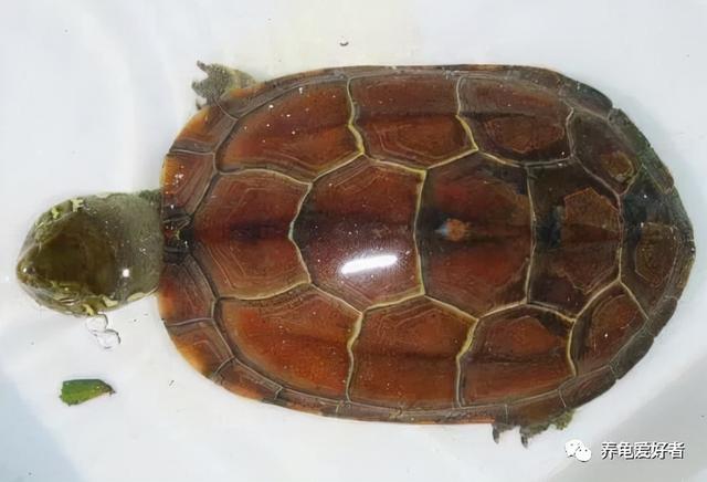 金线龟，听说这样养金线龟（金线龟吃什么）