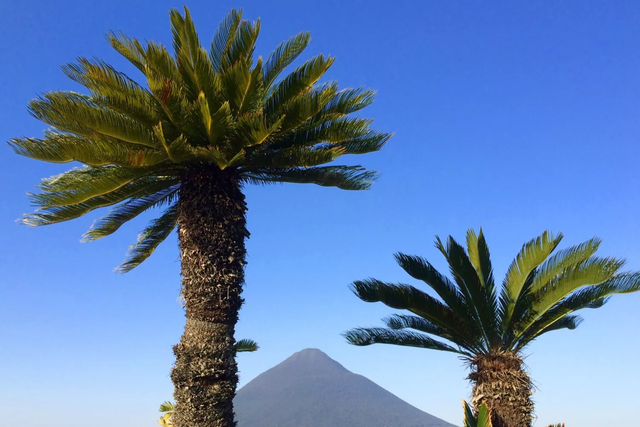 银杏树的资料，银杏树的介绍和特点（看得见摸得着的“活化石”——银杏）