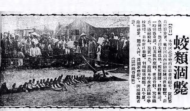 1934年营口坠龙事件，1943营口坠龙事件（70年后专家下结论：须鲸）