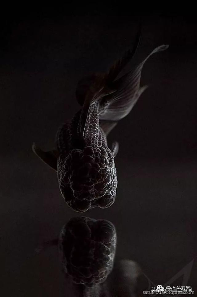 狮子头金鱼,金鱼品种介绍之 狮子头>(狮子头金鱼好养吗)