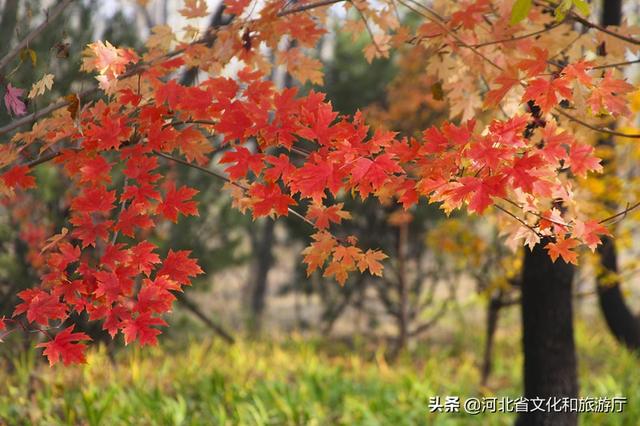 火红的枫叶像什么，枫叶写下秋天的诗歌